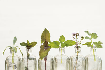 Plants against white background