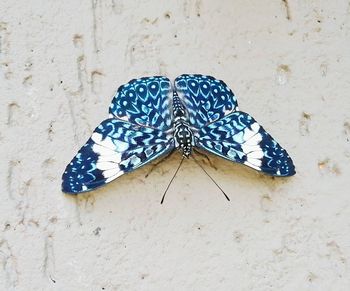 Close-up of butterfly on leaf