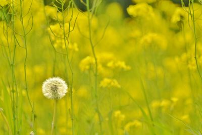 Close-up of dandelion against blurred background