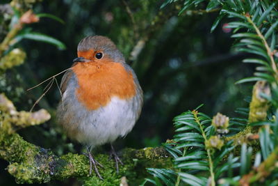 Close-up of bird perching on white background