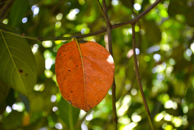 Close-up of autumnal leaves against blurred background