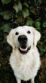 High angle portrait of dog by plants