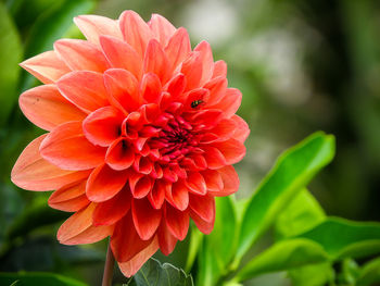 Close-up of dahlia blooming outdoors