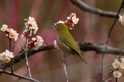 Bird perching on flowering tree