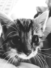 Close-up portrait of cat