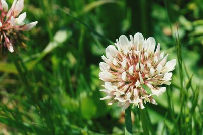 Close-up of flowering plant