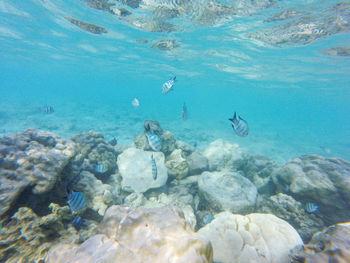 View of fishes swimming in sea