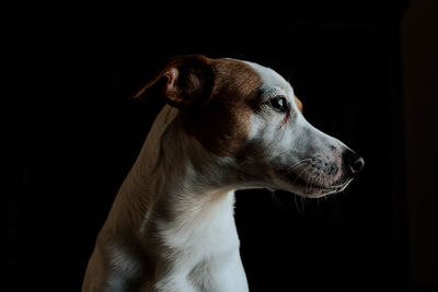 Close-up of dog over black background