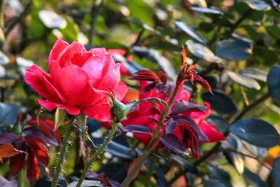 Close-up of red flowers blooming outdoors