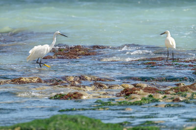 View of bird on beach