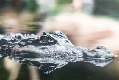 Close-up of crocodile in lake