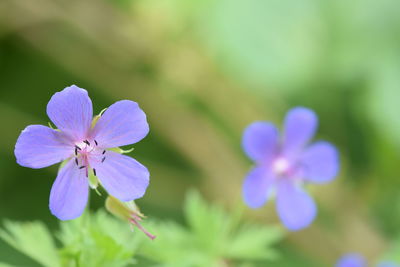 Close-up of purple flowering plant