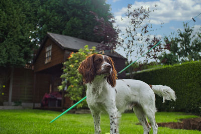 Dog standing in backyard