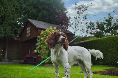 Springer spaniel dog standing in backyard