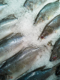 Close-up of fish for sale in market