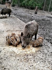 Close-up of zebras