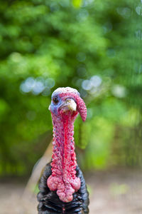 Close-up of a turkey