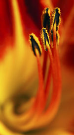 Extreme close up of red flower
