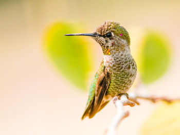 Close-up of bird perching on a leaf