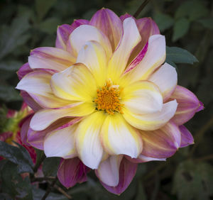 Close-up of yellow flower blooming outdoors