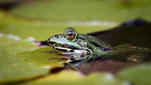 Close-up of turtle in water
