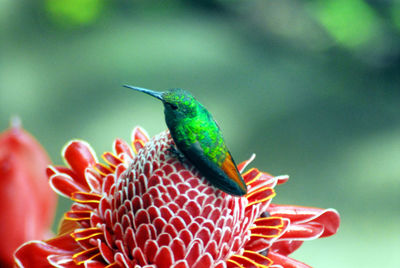 Close-up of bird on red flower