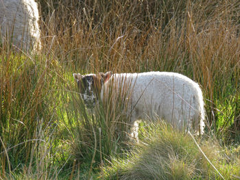 Horse in grass