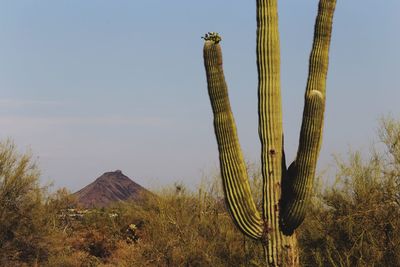 Cactus growing against sky