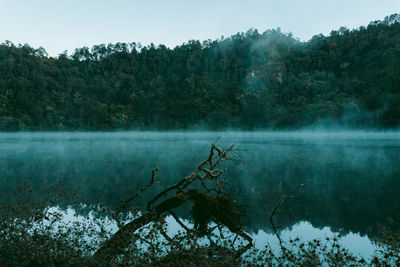 Scenic view of lake by trees against sky