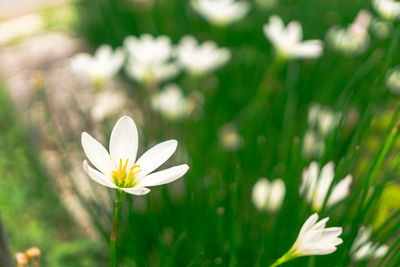 Close-up of white crocus flowers on field