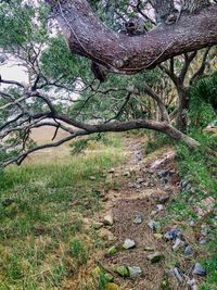 Bare tree in forest