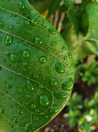 Close-up of raindrops on leaves