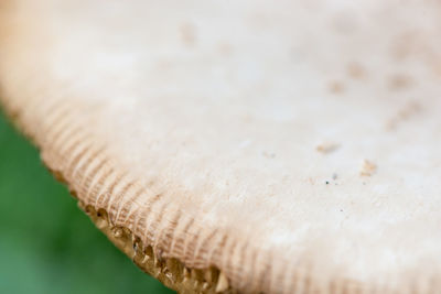 Close-up of ice cream on table