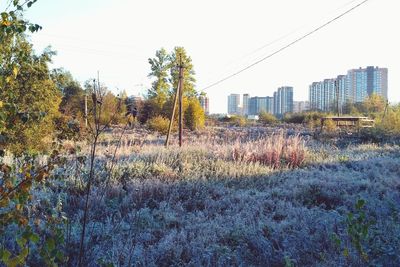 Plants growing on field against buildings