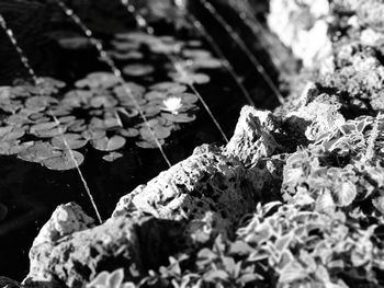 High angle view of fallen leaves on land