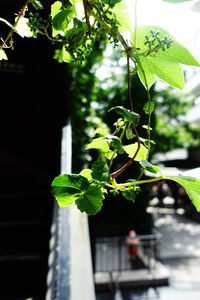 Close-up of green plant