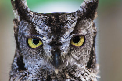 Close-up portrait of owl