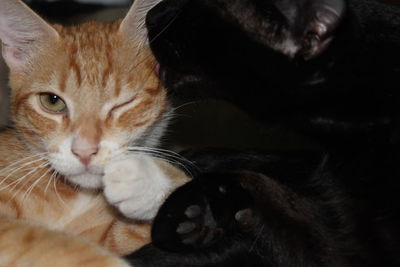 Close-up portrait of cat relaxing