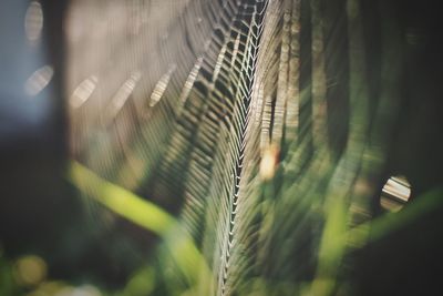 Close-up of plant against blurred background