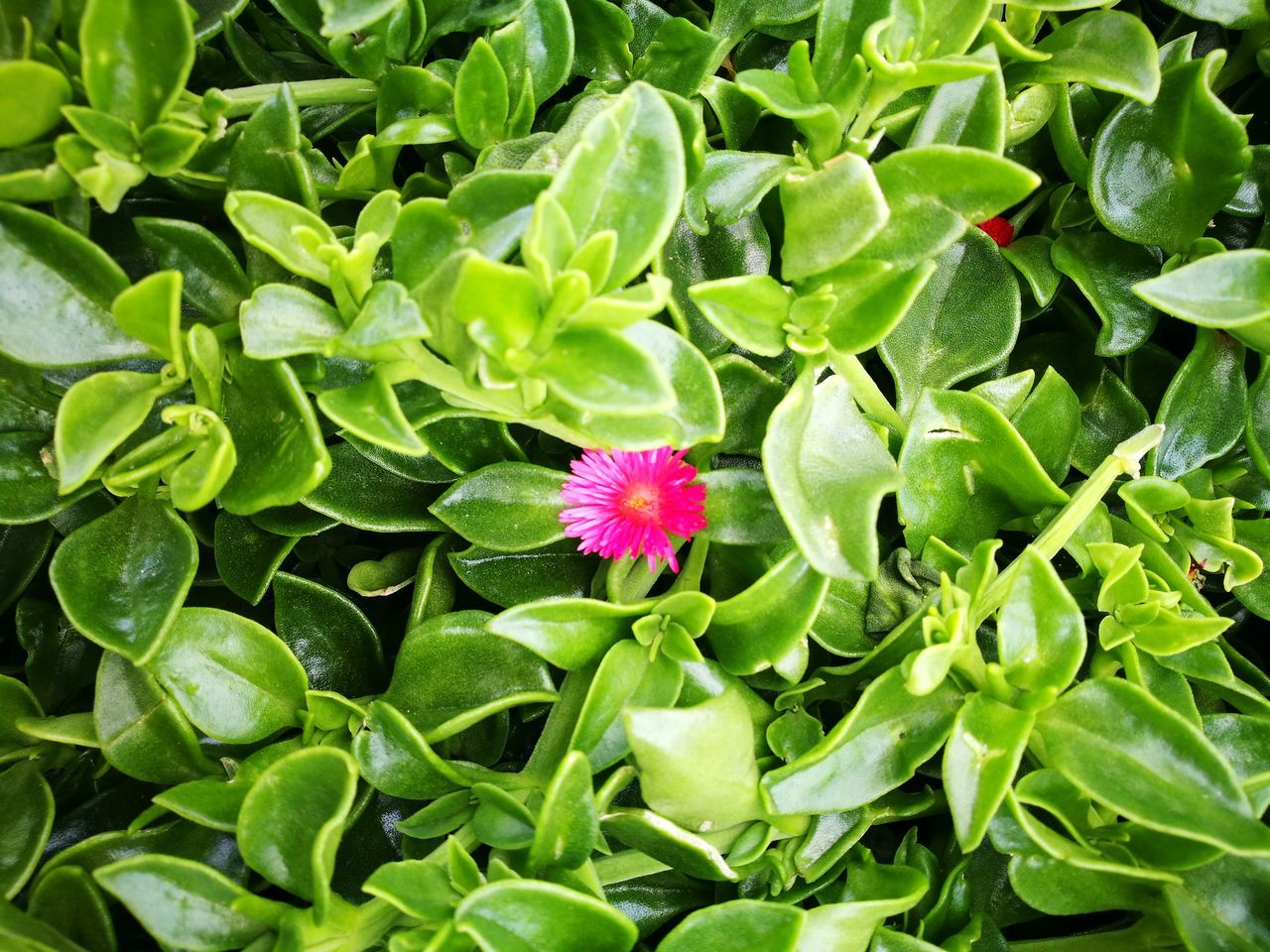 flower, growth, green color, leaf, beauty in nature, freshness, nature, petal, fragility, plant, flower head, day, no people, outdoors, blooming, close-up