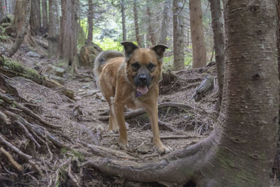 Portrait of dog in forest