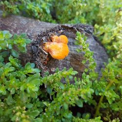 Close-up of plant growing in forest