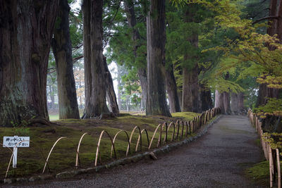 Footpath amidst trees in forest