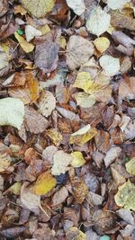 Full frame shot of fallen leaves