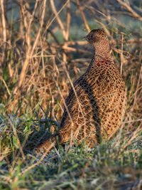 Close-up of a bird on field
