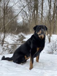 Black dog on snow covered land
