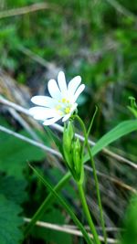 Close-up of white flowers blooming outdoors
