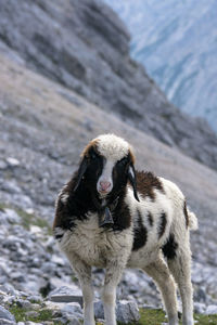 View of young sheep looking to the viewer and mountain in the background