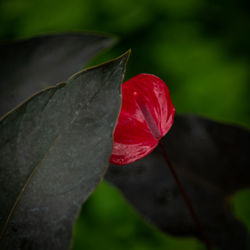 Close-up of red rose flower