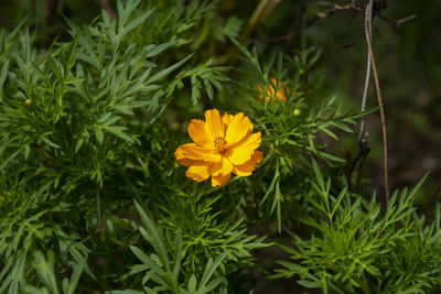 Close-up of yellow flowering plants